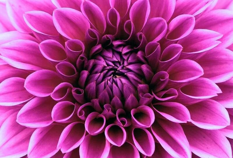 Beautiful Purple floer Angelic Alchemy