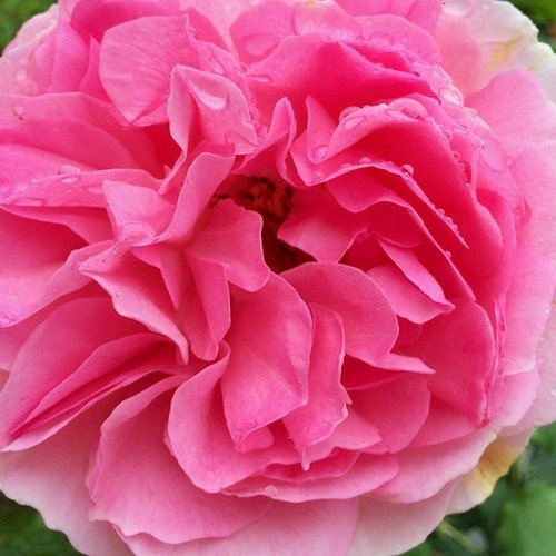 Relationship Healing